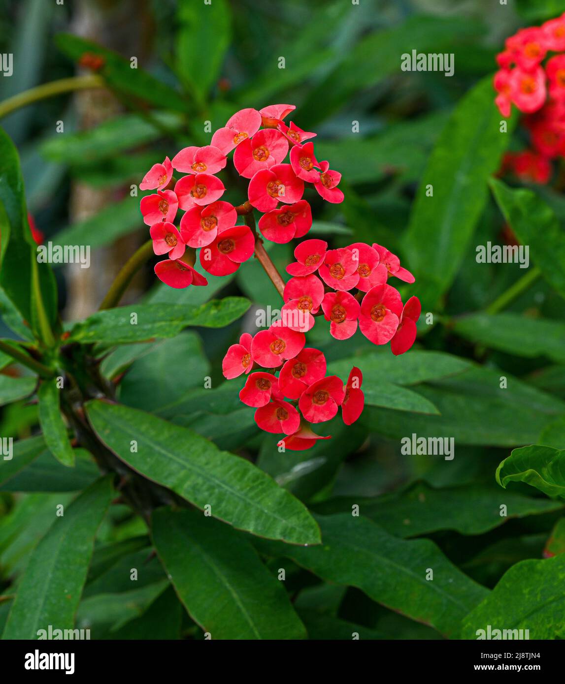 Dornenkrone oder Christuspflanze (Ephorbia milii), aus Madagaskar. Botanischer Garten, Kit, Karlsruhe, Deutschland, Europa Stockfoto