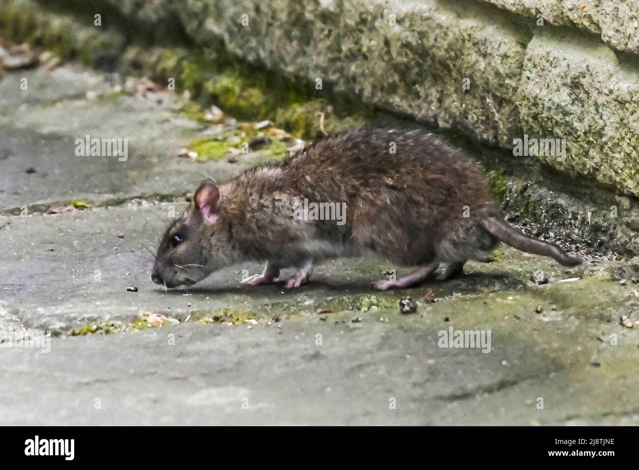 Eine braune Ratte - Rattus norvegicus auf einer Terrasse auf der Suche nach Nahrung, die von einem Futterhäuschen fallen gelassen wird. Bildnachweis: Graham Hunt/Alamy Stockfoto