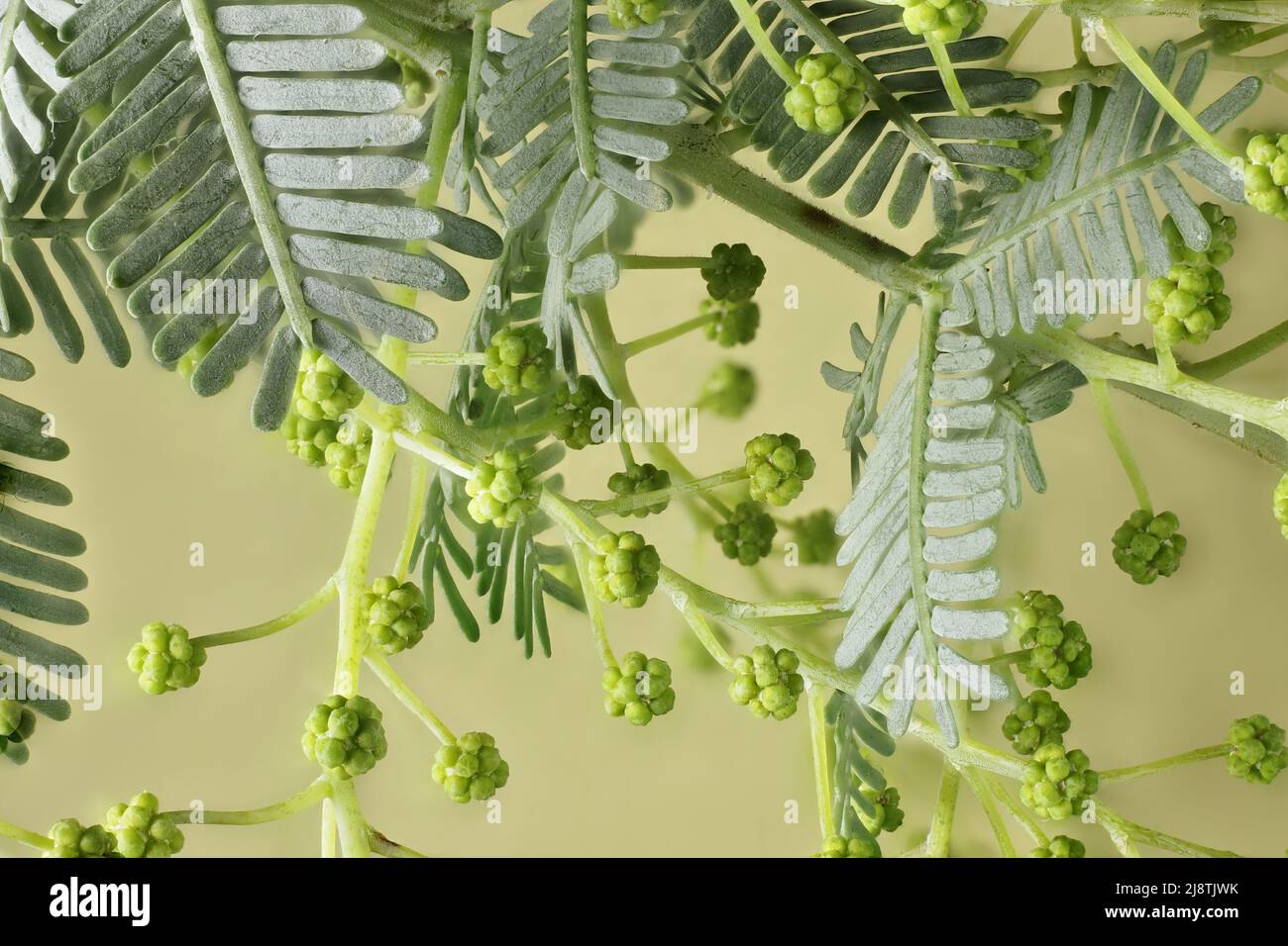 Cootamundra Wattle (Acacia baileyana) im Keim. Australischer einheimischer Baum. Stockfoto