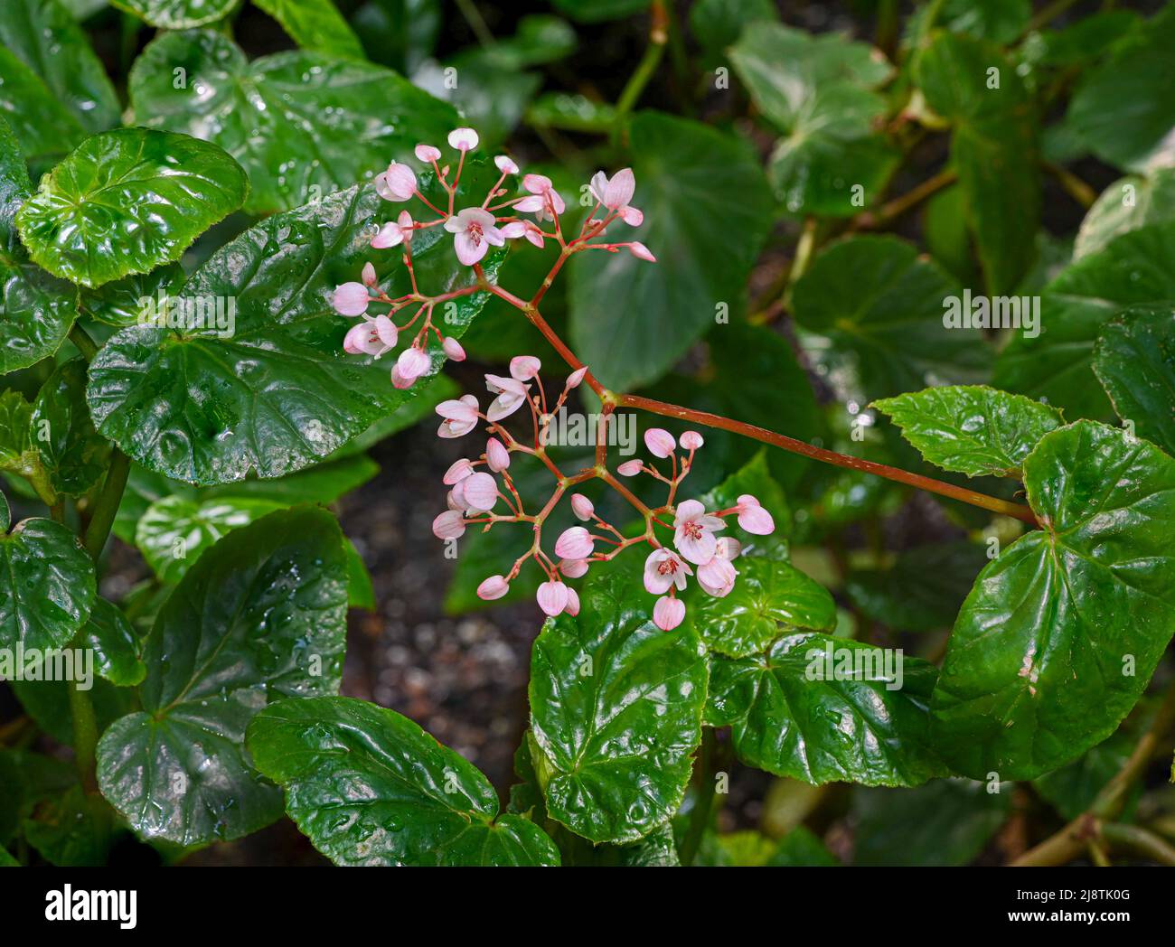 „Begonia domingensis“ blüht mit glänzenden, zerkrinkelten Blättern. Botanischer Garten Heidelberg, Baden Württemberg, Deutschland Stockfoto