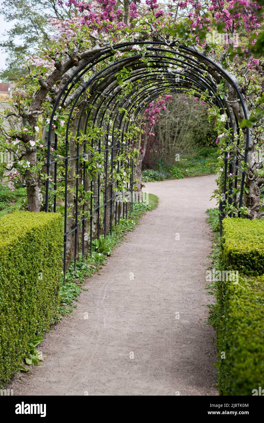 Apfelbogen, Barnsdale, Ruttland UK Stockfoto