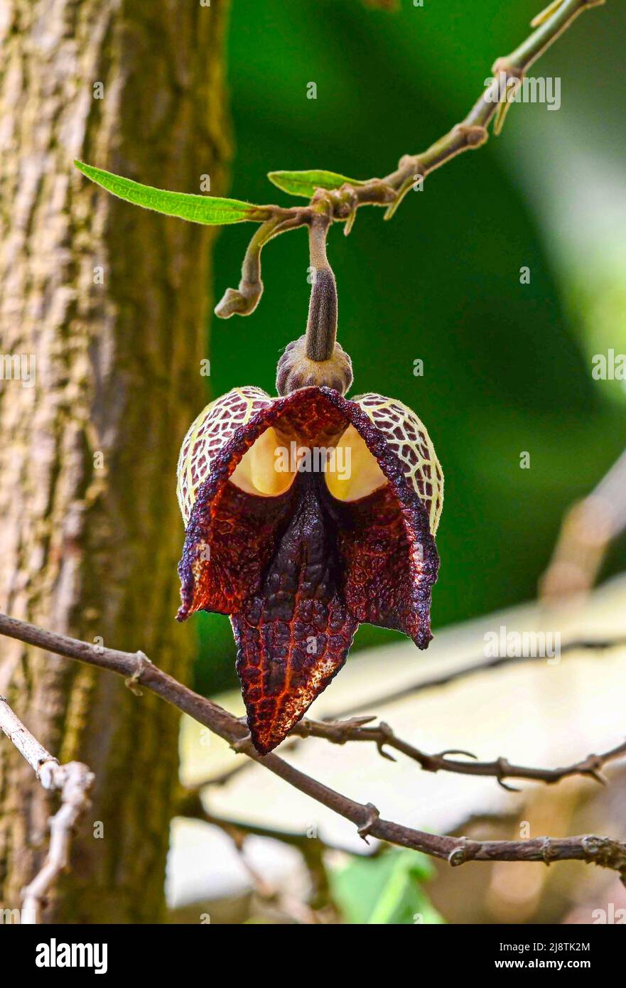 Aristolochia Arborea (Aristolochia salvadorensis) auch Darth Vader Pflanze. Botanischer Garten Heidelberg, Baden Württemberg, Deutschland Stockfoto
