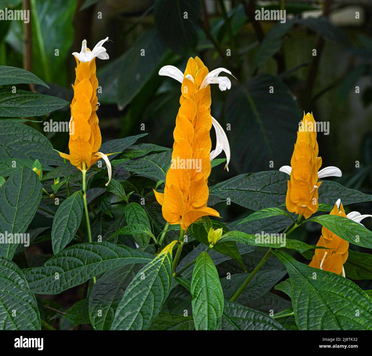 Goldene Garnelenpflanze (Pachystachys lutea). Auch Lollipop-Pflanze genannt. Stockfoto