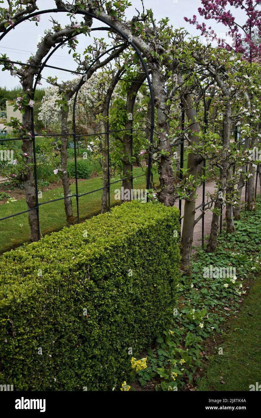 Apfelbogen, Barnsdale, Ruttland UK Stockfoto