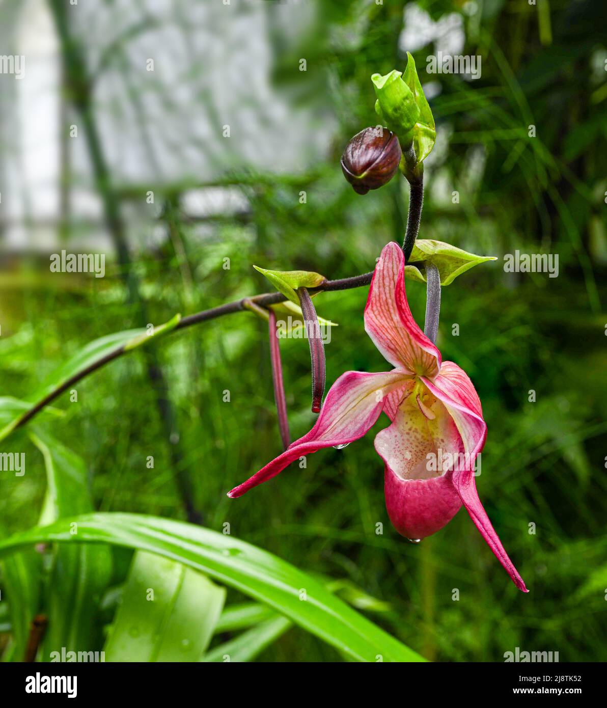 Orchidee (Phragmipedium x dorminianum) Sie ist in Mittel- und Südamerika beheimatet. Botanischer Garten Heidelberg, Baden Württemberg, Deutschland Stockfoto