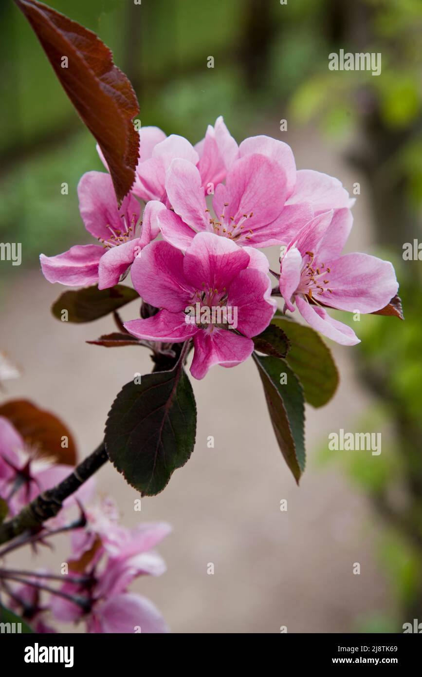 Rosa Apfelblüte, Malus Domestica, Maibole Stockfoto