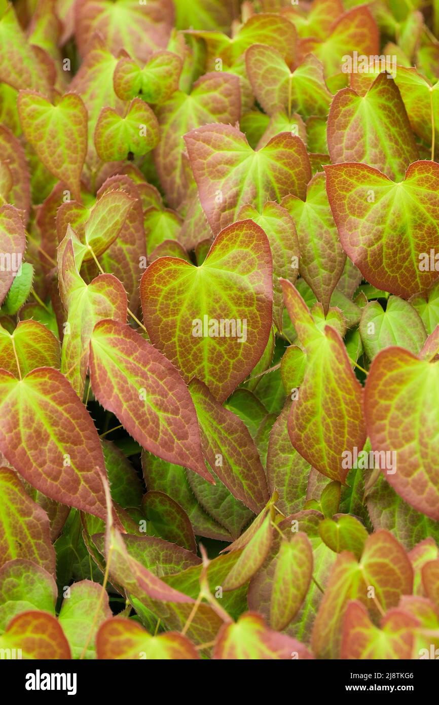 Epimedium × rubrum rot, Epimedium alpinum 'rubrum', Barrenwort. Rot getöntes junges Laub Stockfoto
