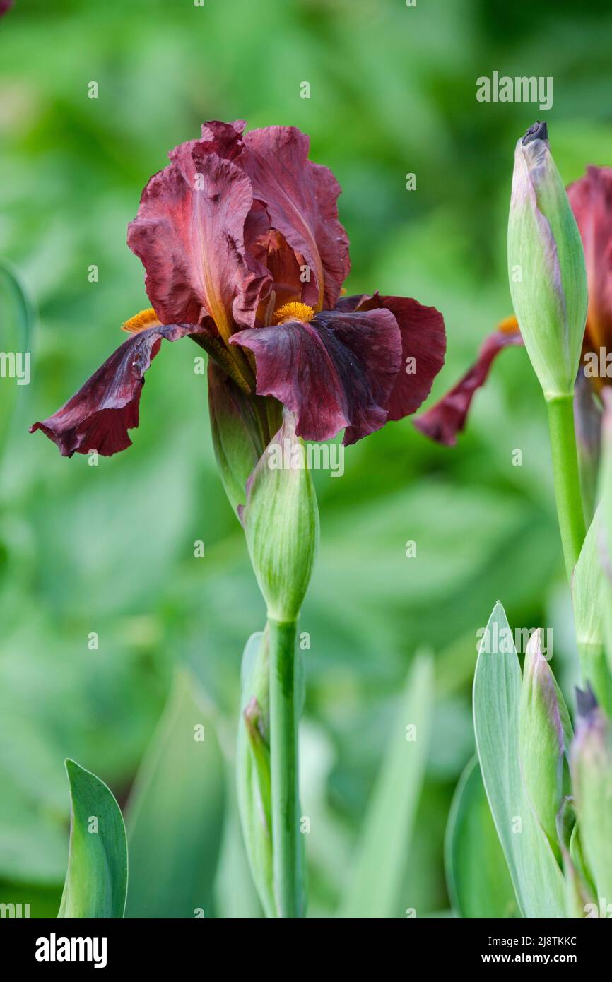 Intermediate Bartlilie Red Zinger, burgundische weinfarbene Blüten im Frühling Stockfoto