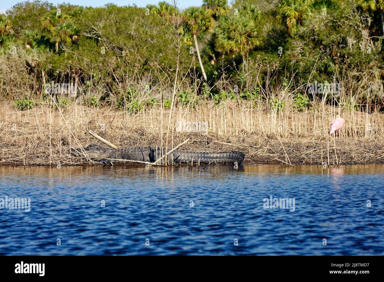 American Alligator Sunning, Wasserkante, Seitenansicht, marine, ruhig, Alligator mississippiensis, Rotlöffelvögel in der Nähe, Tierwelt, Natur, Tier Stockfoto