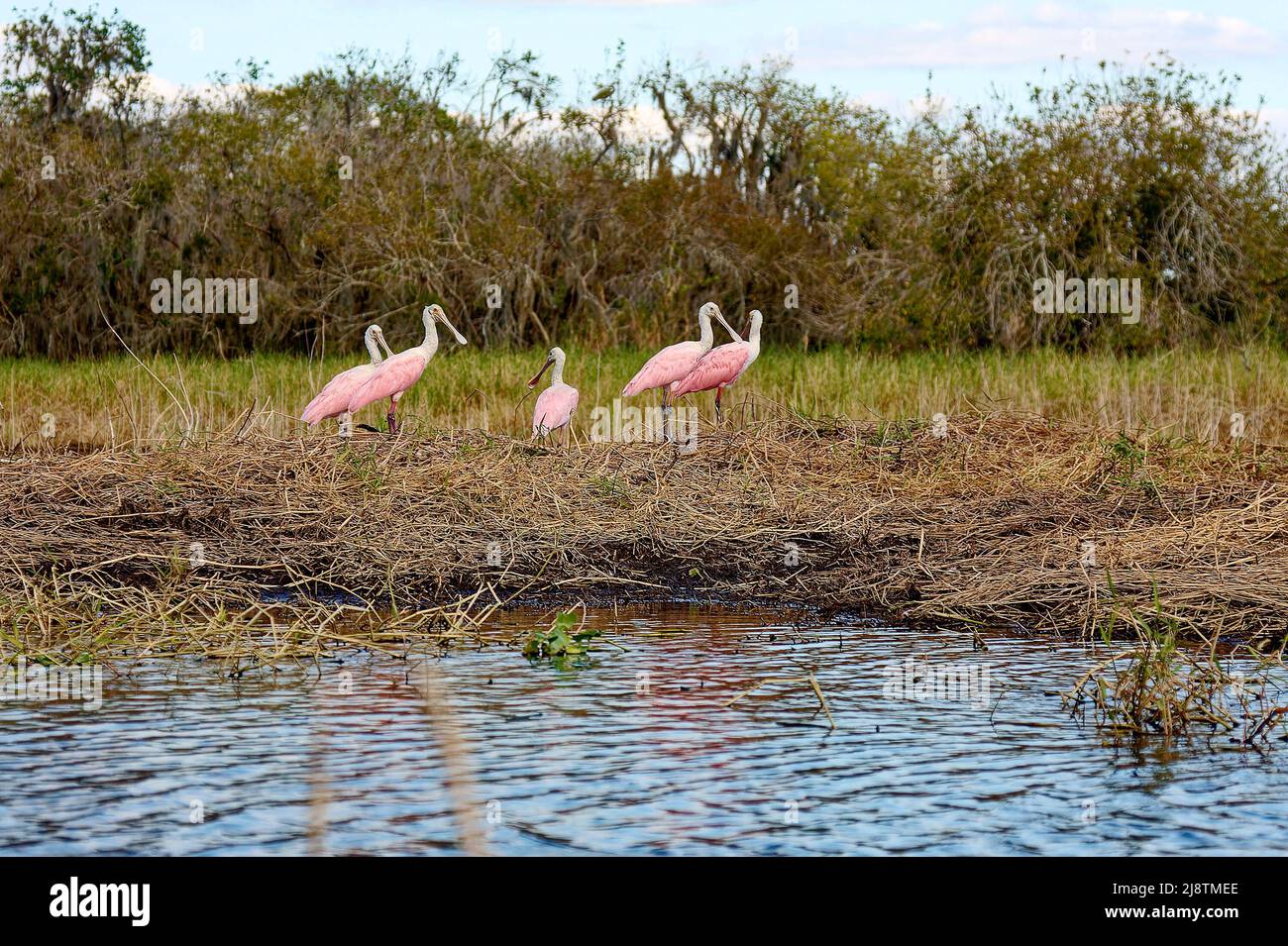 5 Roseatlöffler, rosa Vögel, einzigartig, am Flussufer stehend, Tierwelt, Tier, Natur, Ajaia Ajaja, Ibis-Familie, Myakka RiverState Park; Florida; Stockfoto