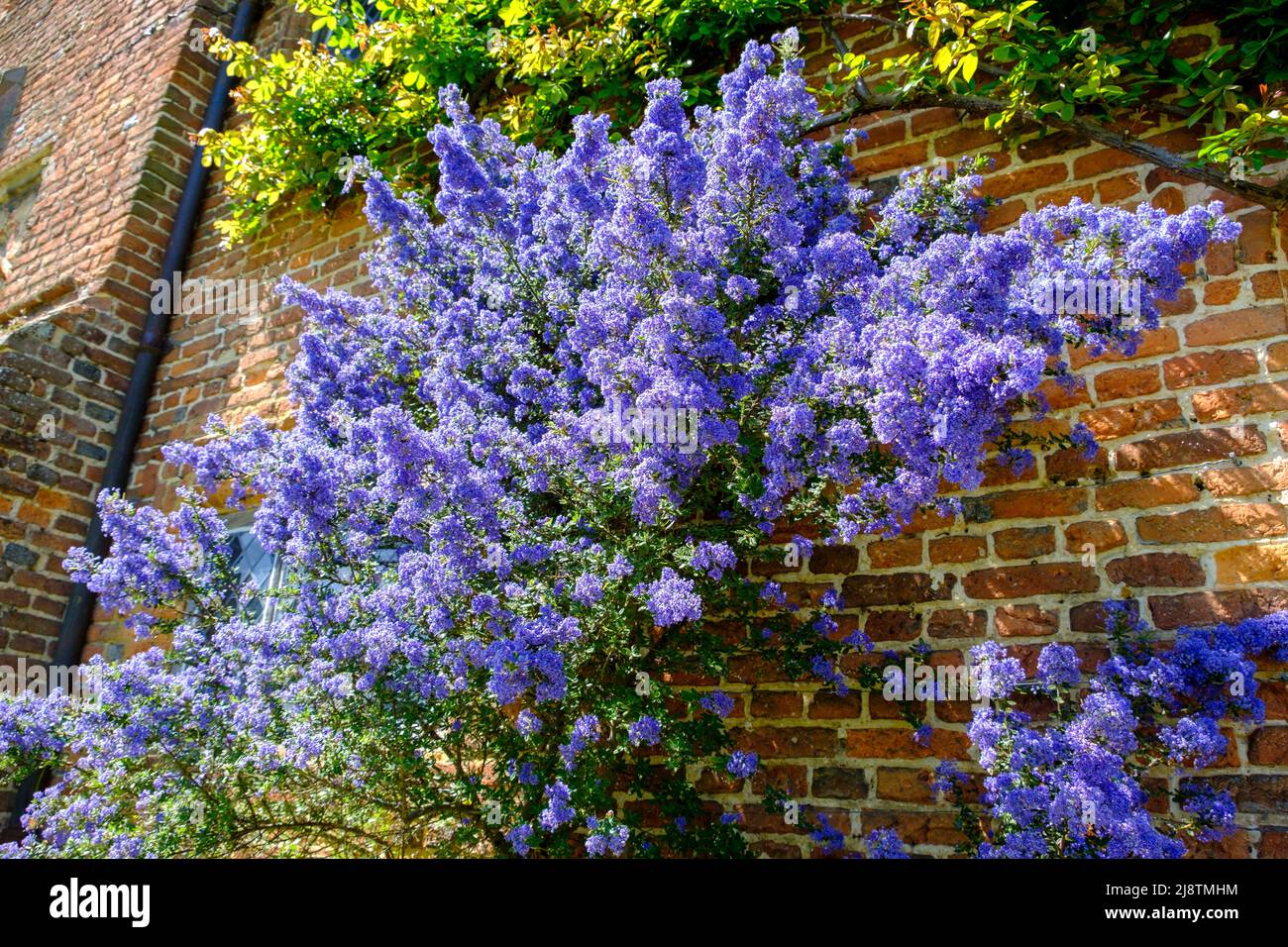 Ceanothus wurde gegen eine rote Ziegelmauer gepflanzt, Kent, Großbritannien Stockfoto