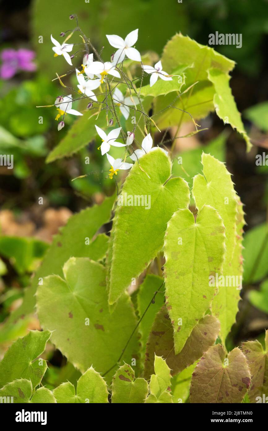 Weißes Barrenkraut, Epimedium stellulatum, langes Blatt aus Epimediums, wächst im Garten Stockfoto