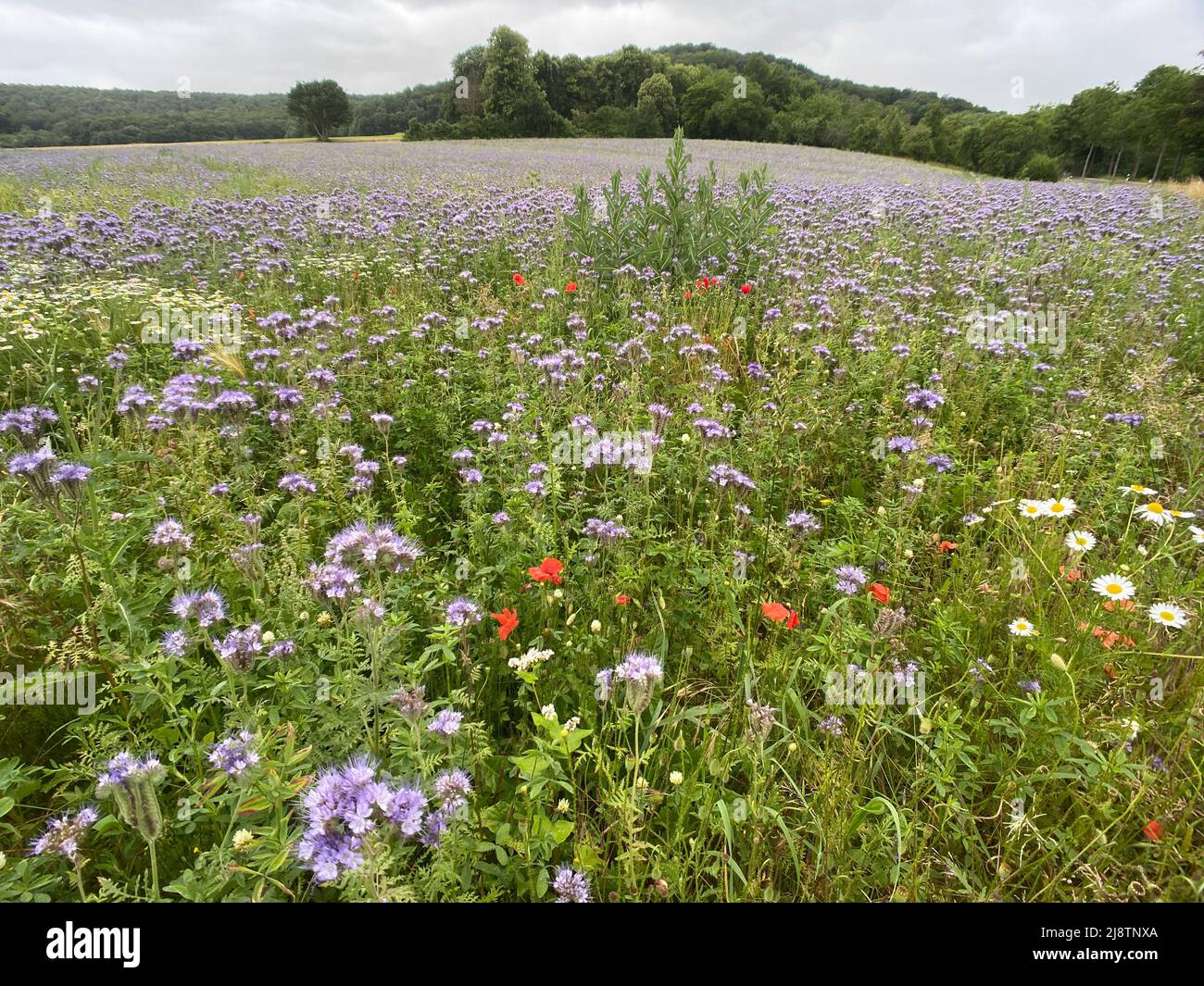 Haselie-Feld für Gründüngung und Insektenschutz Stockfoto