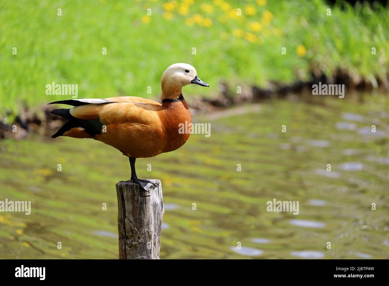 Shelduck (Tadorna ferruginea) steht auf einem alten Baumstamm im See. Männliche rote Ente im Frühlingspark Stockfoto