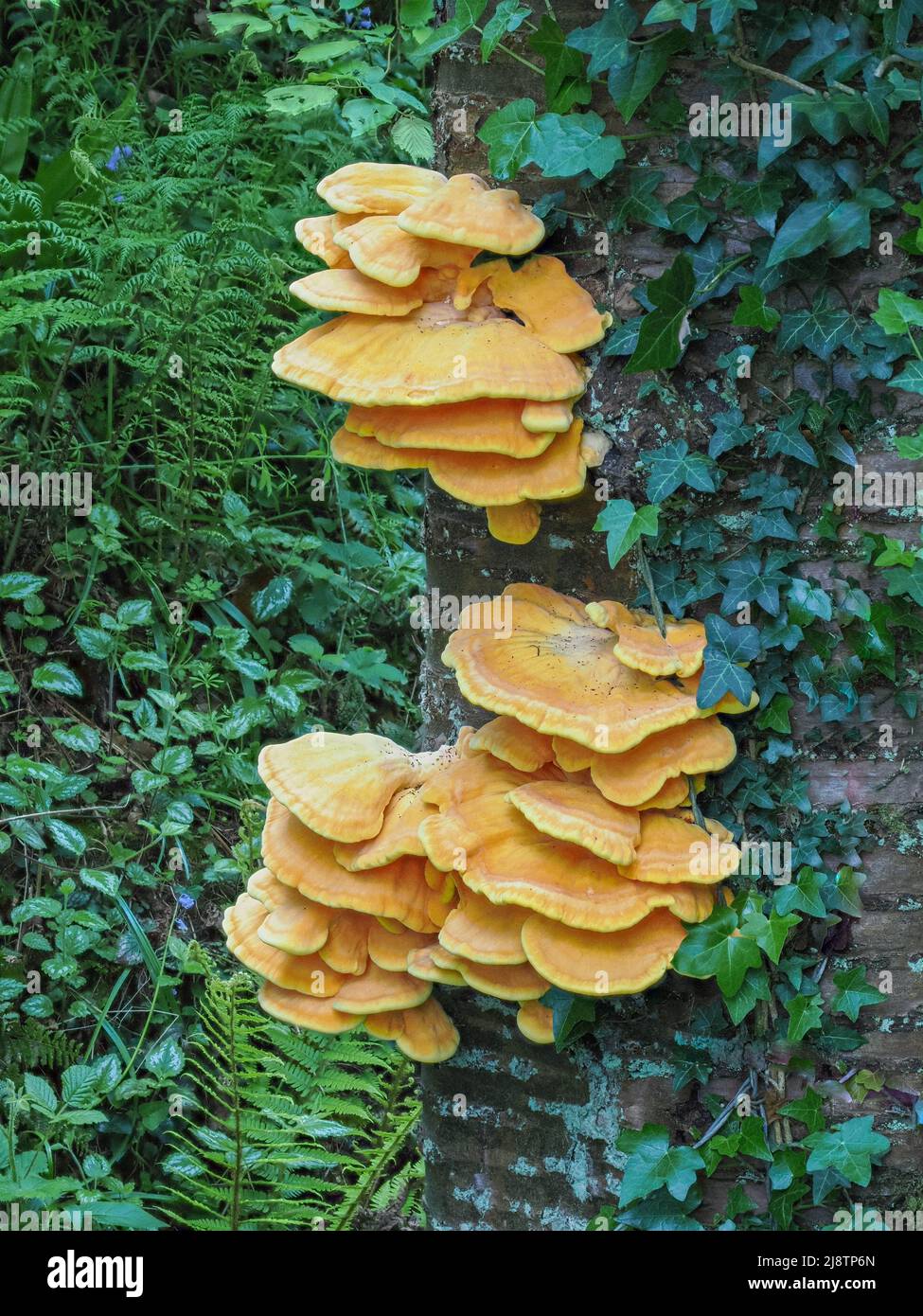 Efeu und pilze -Fotos und -Bildmaterial in hoher Auflsung  Alamy