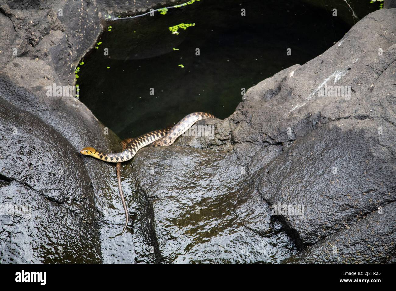 Schlange im Wasser, Schlange auf dem Felsen Stockfoto