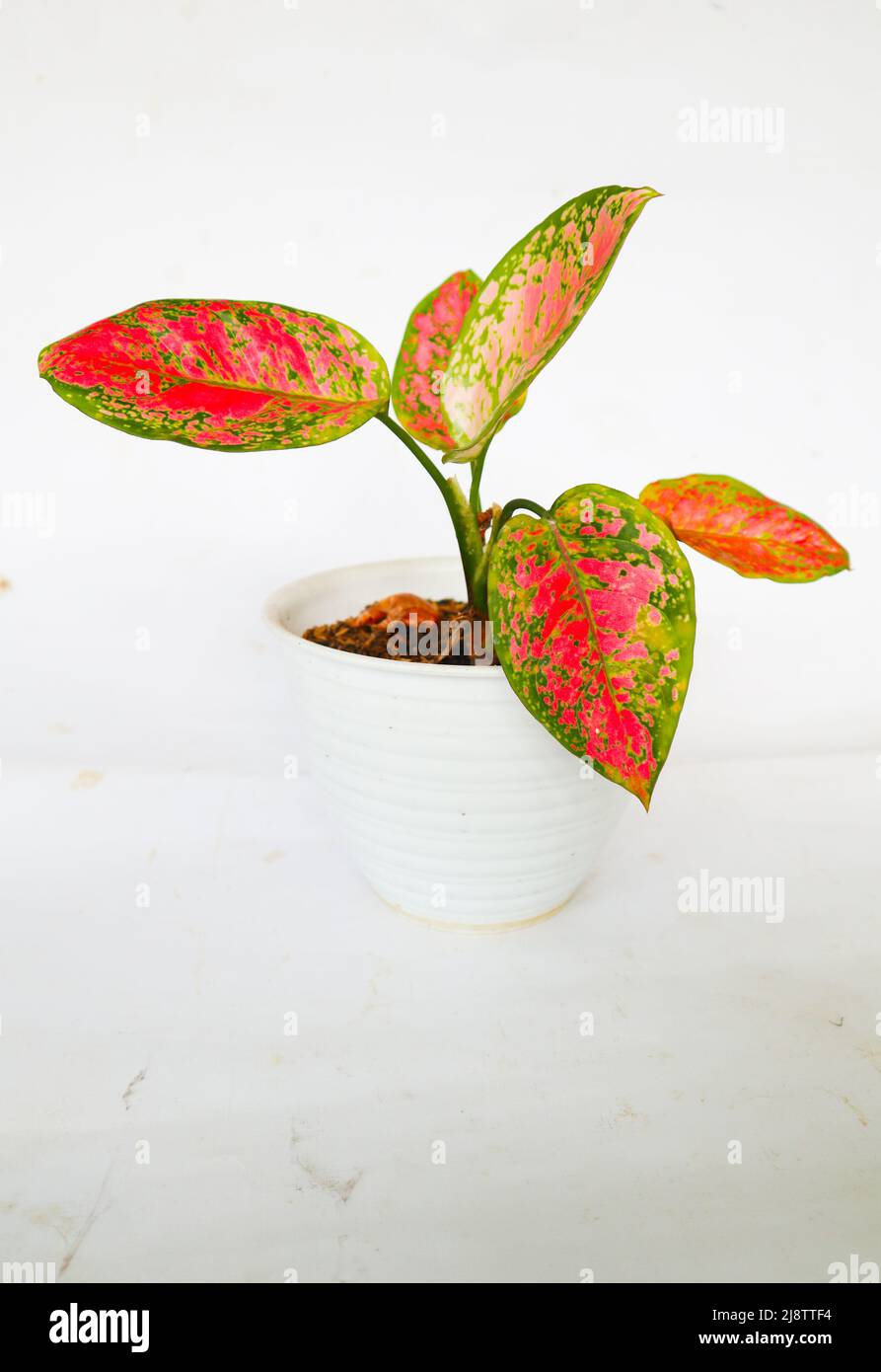 'Aglonema oder chinesische Evergreens isoliert auf weißem Hintergrund Aglonema Red Anjamani, Aglaonema sp. Die Blätter sind von einer leuchtend roten Farbe dominiert ' Stockfoto