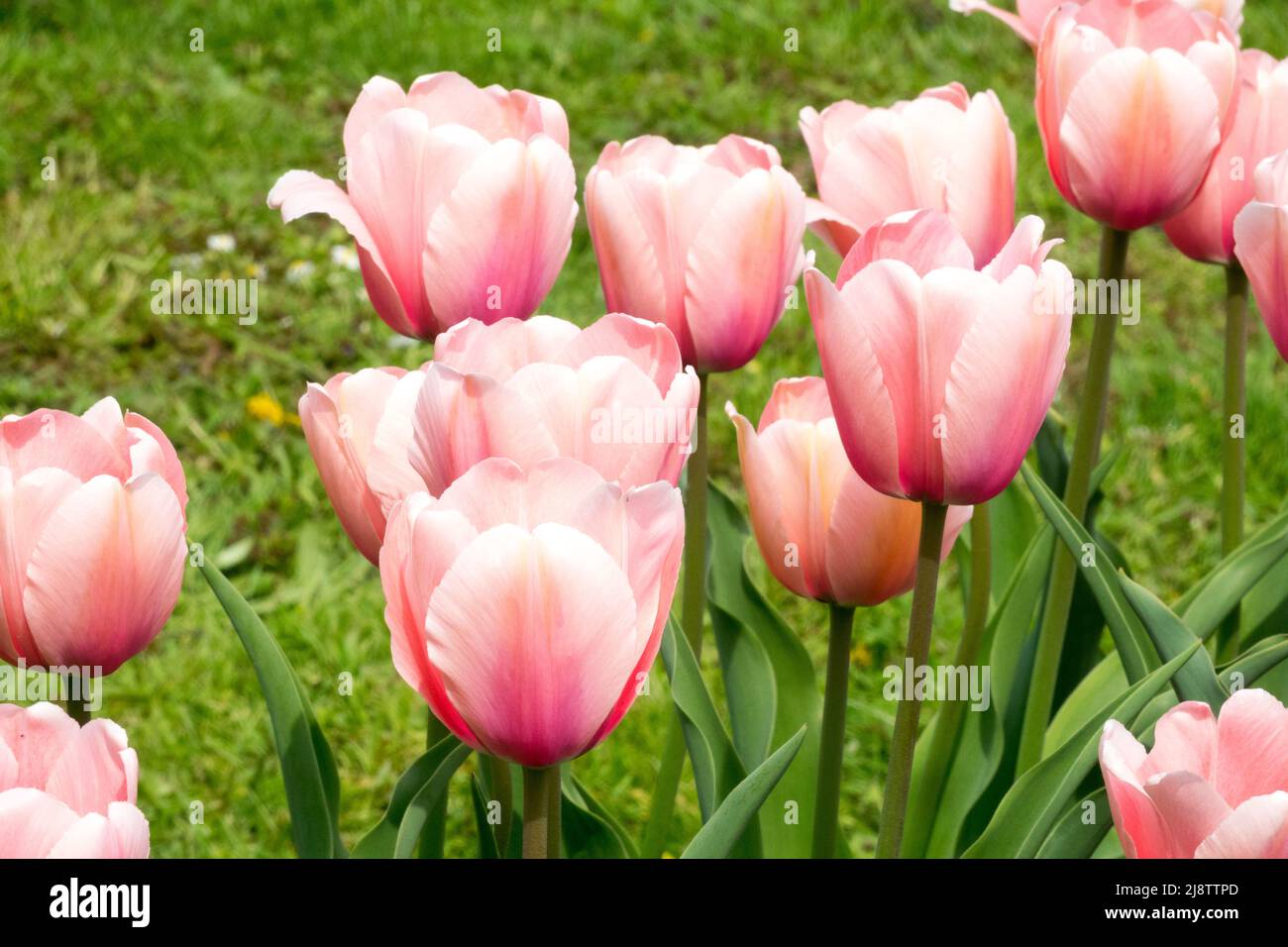 Schöne rosa Tulipa Apricot Impression Tulpen Lachsfarbe blüht in einem Garten Blumenbeet, kann Tulpe darwin Hybrid Stockfoto