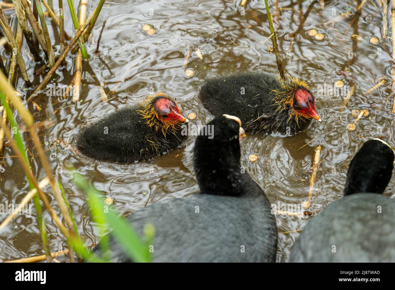 Die jungen Hühner füttern ihre jungen Küken im Elmdon Park, Solihull, West Midlands, Großbritannien Stockfoto