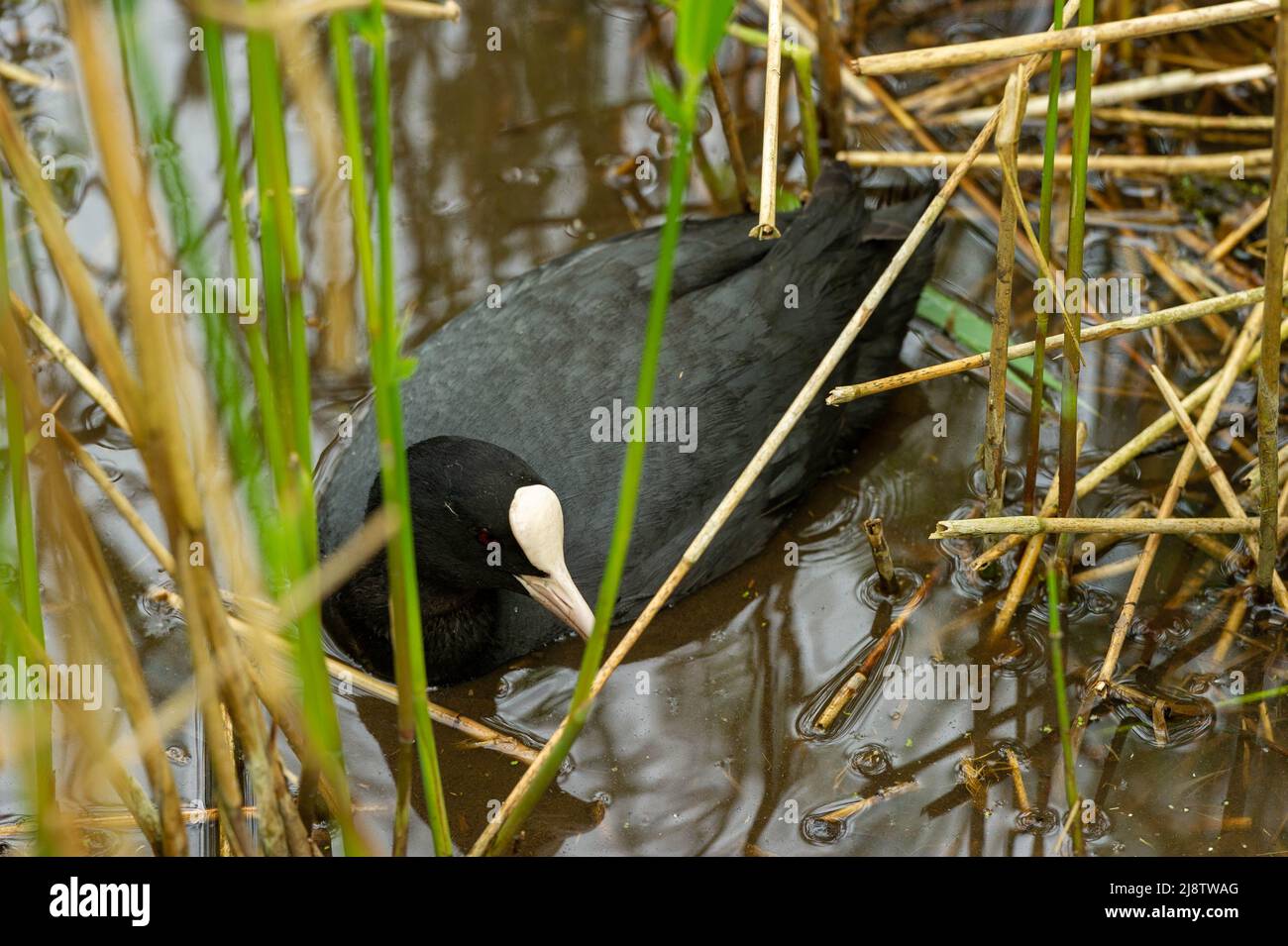 Ein im Schilf schwimmender Russ im Elmdon Park, Solihull, West Midlands, Großbritannien Stockfoto