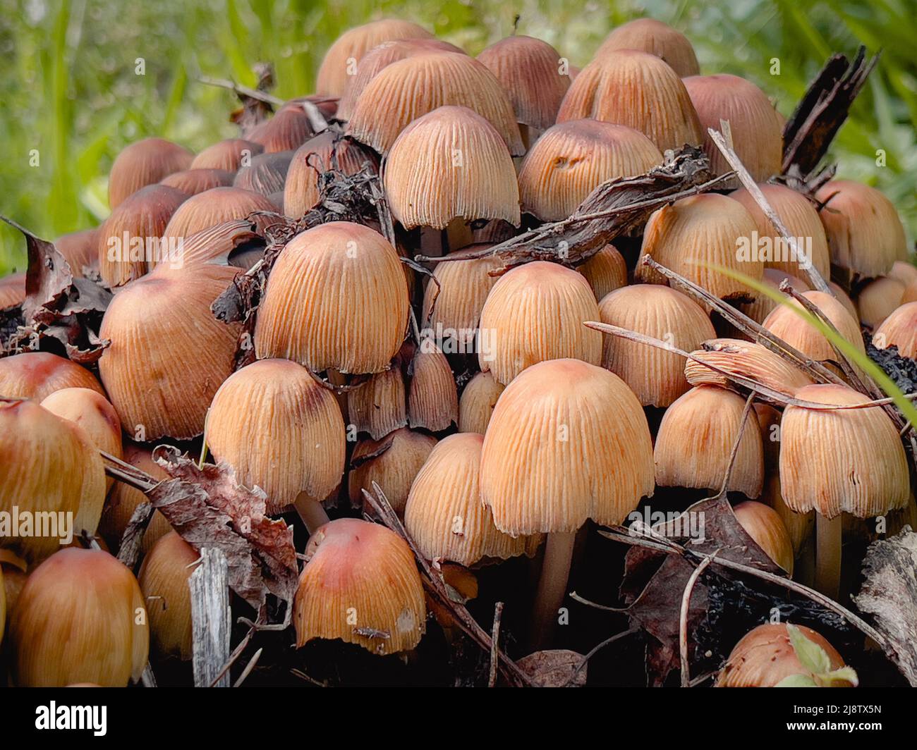 Gruppe giftiger Fyngi-Pilze aus der Nähe Stockfoto
