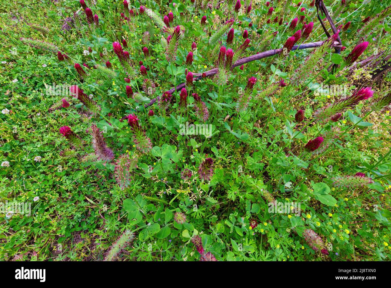 Nahaufnahme einer Partie Rotklee auf einem Feld Stockfoto