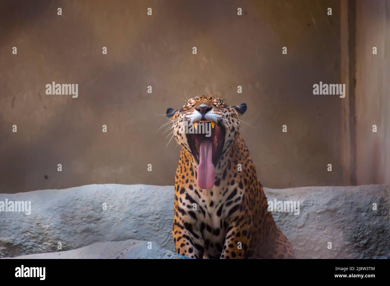 Jaguar ist die größte südamerikanische Katze Stockfoto