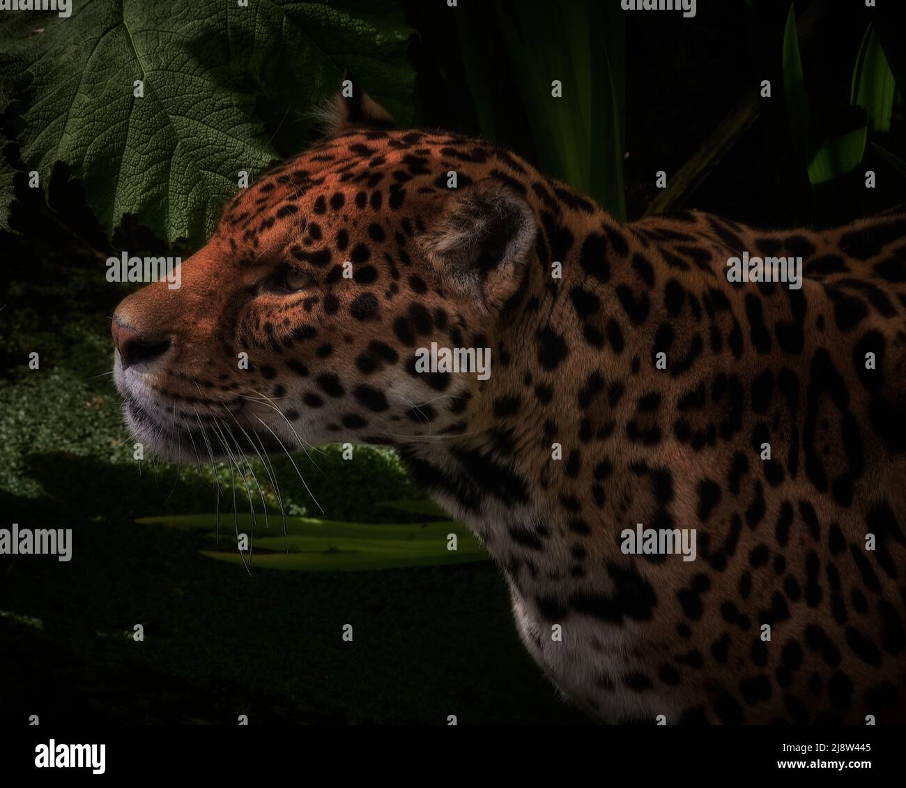 Jaguar im Unterholz Stockfoto