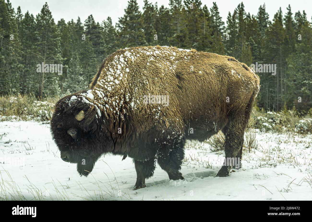 Ein amerikanischer Büffelbulle sah von der Seite aus der Nähe, als er unter dem Schnee nach Futter sucht. Er ist mit einem Hintergrund von Kiefernwald gesehen. Stockfoto