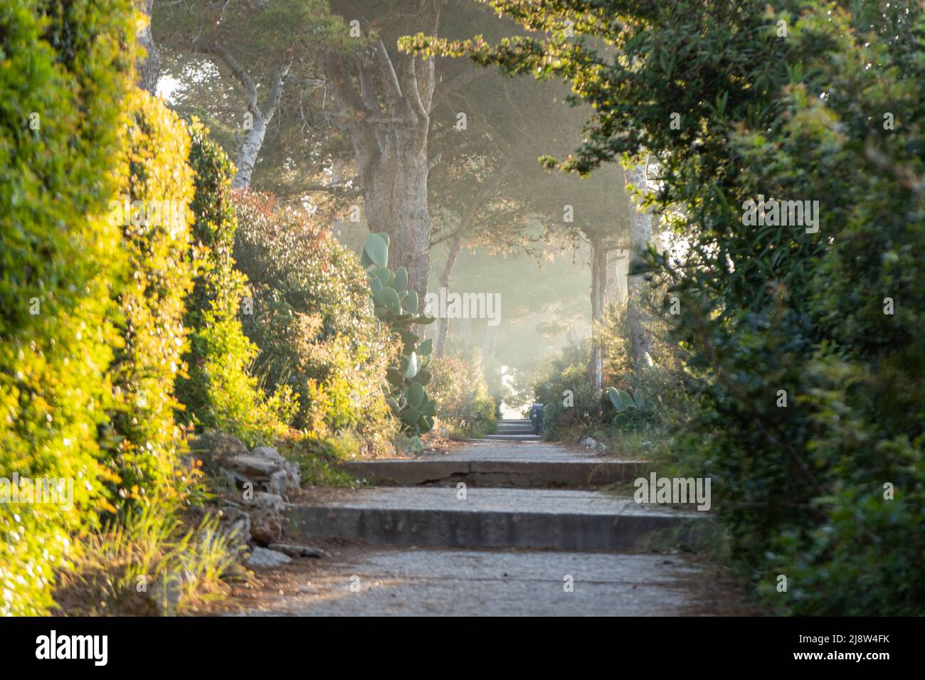Weg oder Weg in den Park am frühen Morgen Stockfoto