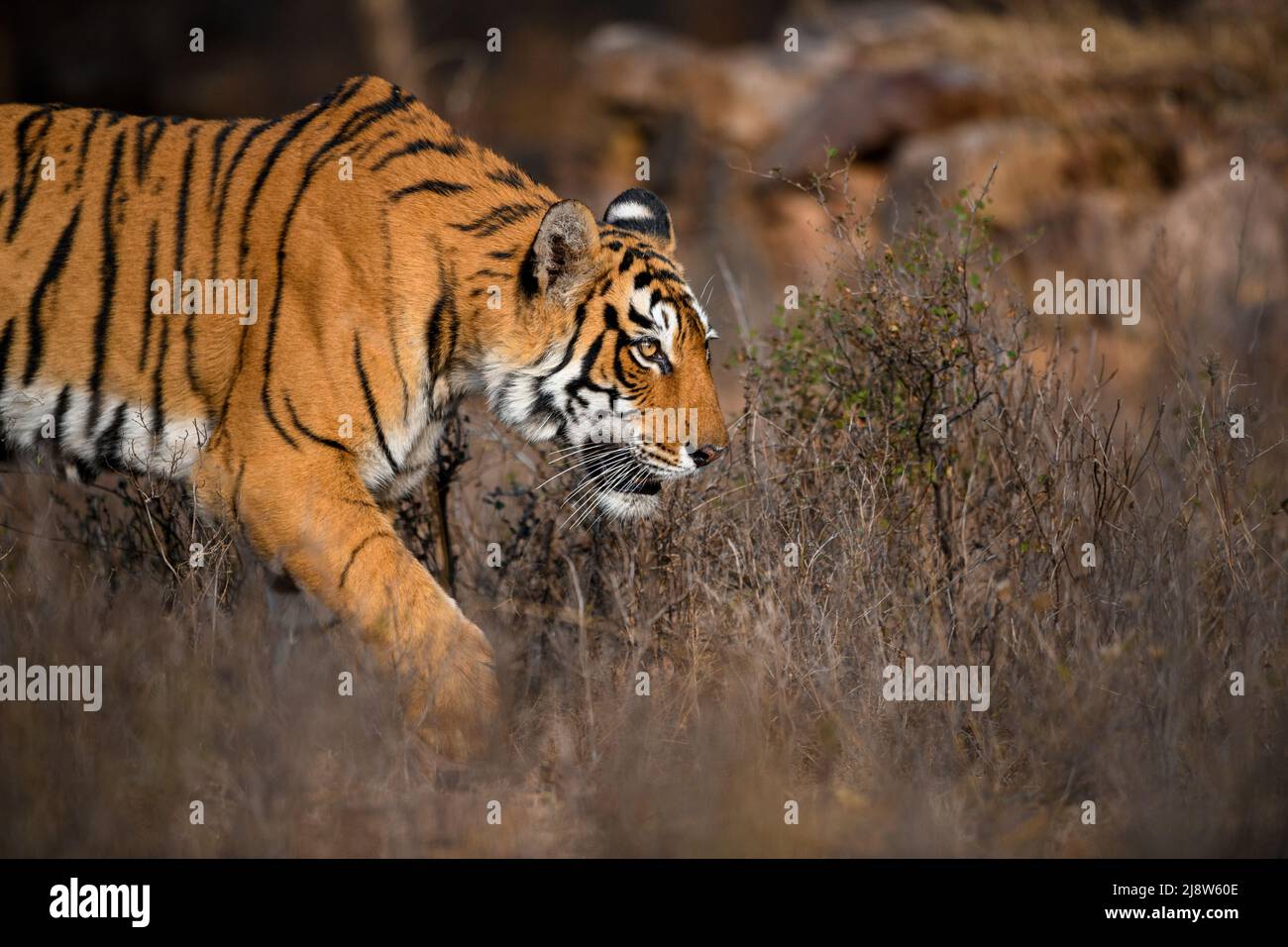 Seitenportrait einer Tigerin, die an einem Wintermorgen im trockenen Lebensraum des Ranthambhore National Park spazieren geht Stockfoto