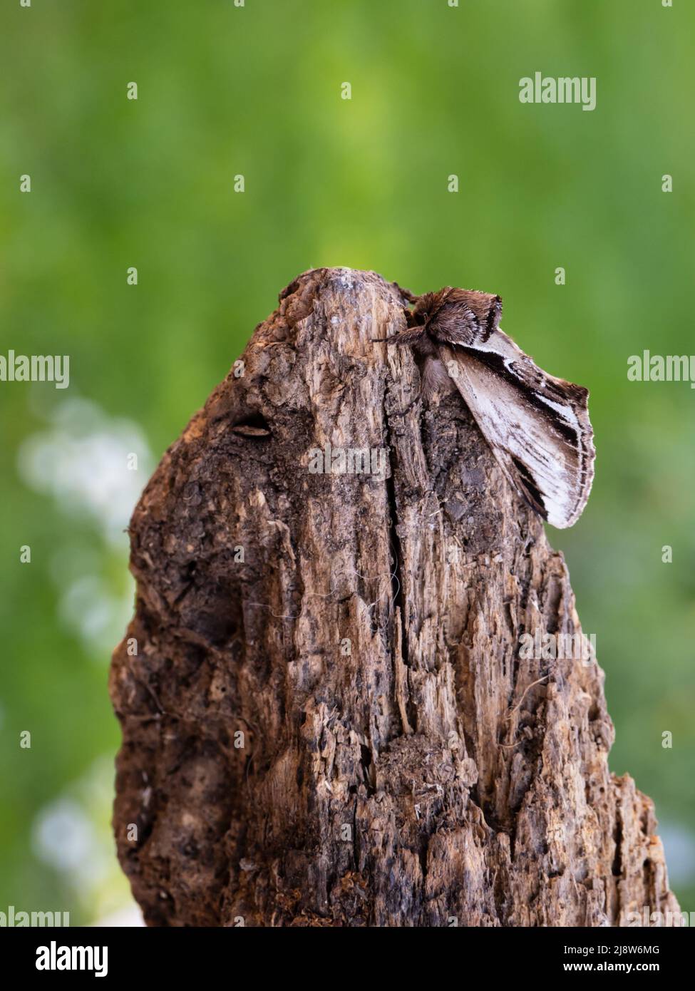 Pheosia gnoma, die kleinere Schwalbe prominente Motte, die ein Mitglied der Familie Notodontidae ist. Diese Probe ruht auf einem faulen Log. Stockfoto