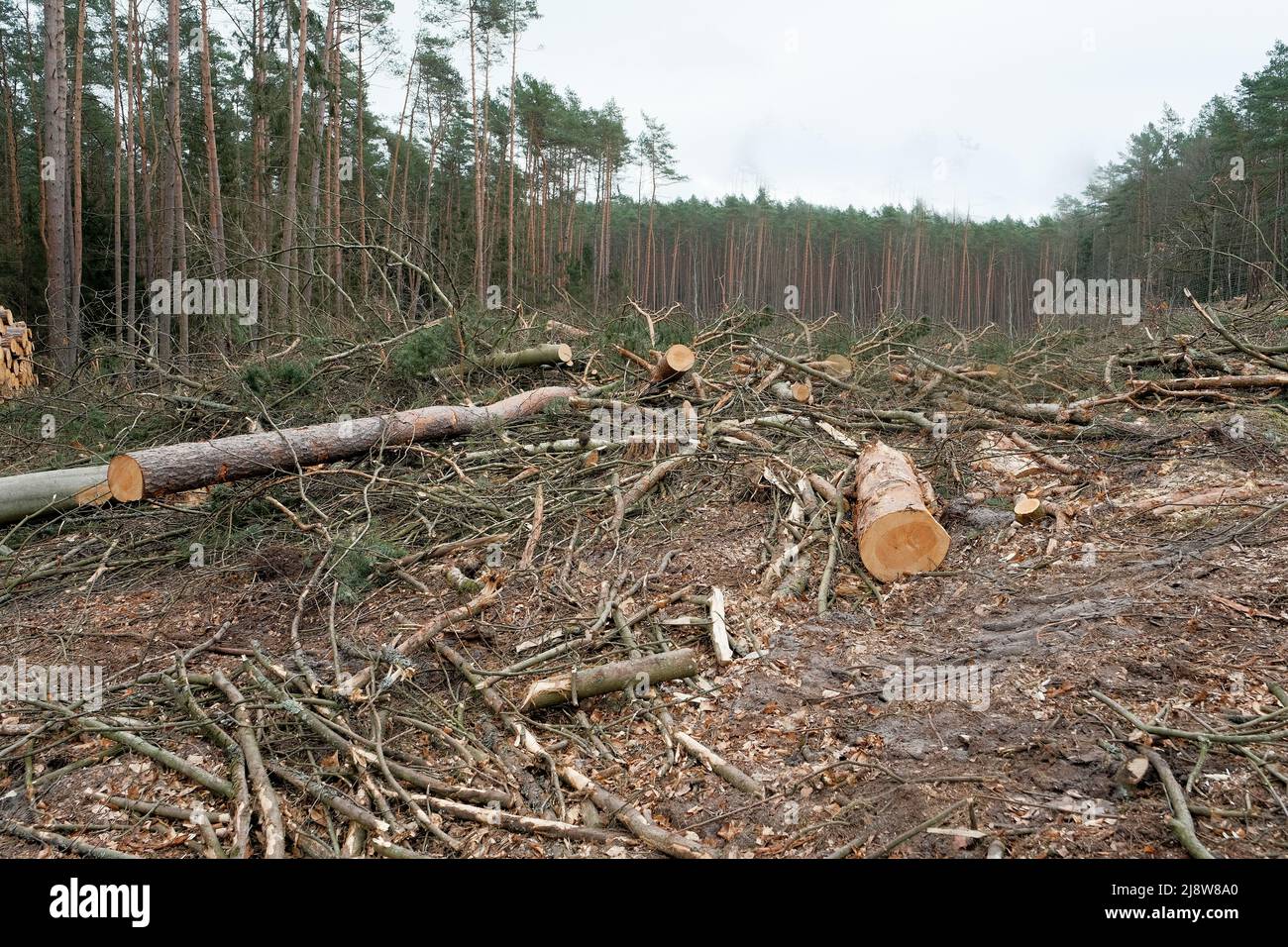 Ökologische Katastrophe. Entwaldung. Illegale Entwaldung. Entwaldung. Baumstämme von gesägten Bäumen liegen auf dem Boden. Entwaldung. Ökologische Katastr Stockfoto