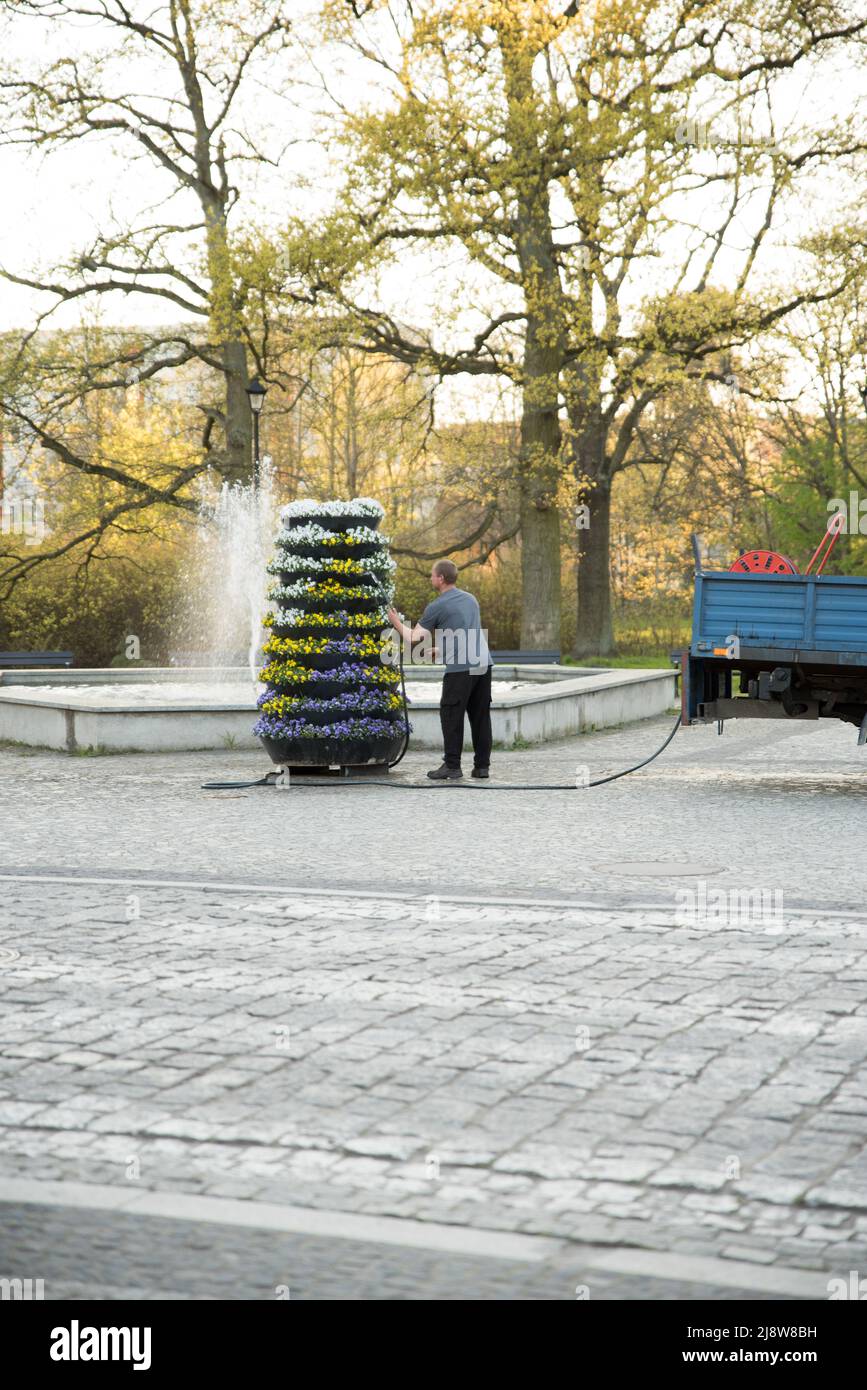 Senior Mann wässern Blumen im Garten . Mann wässern Blumen im Park Stockfoto
