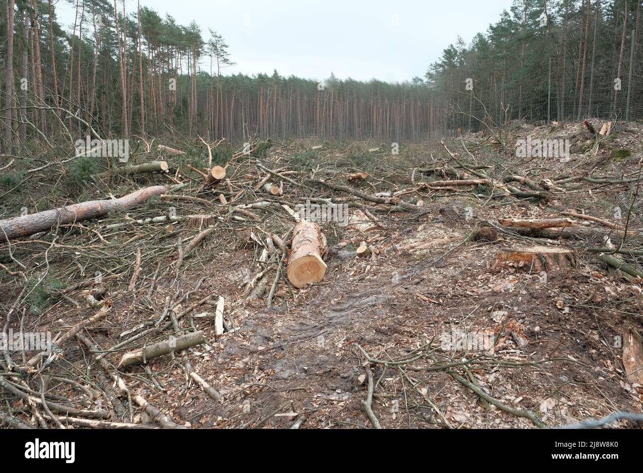 Entwaldung Umweltproblem, Regenwald für Ölpalmenplantagen zerstört . Entwaldung Stockfoto