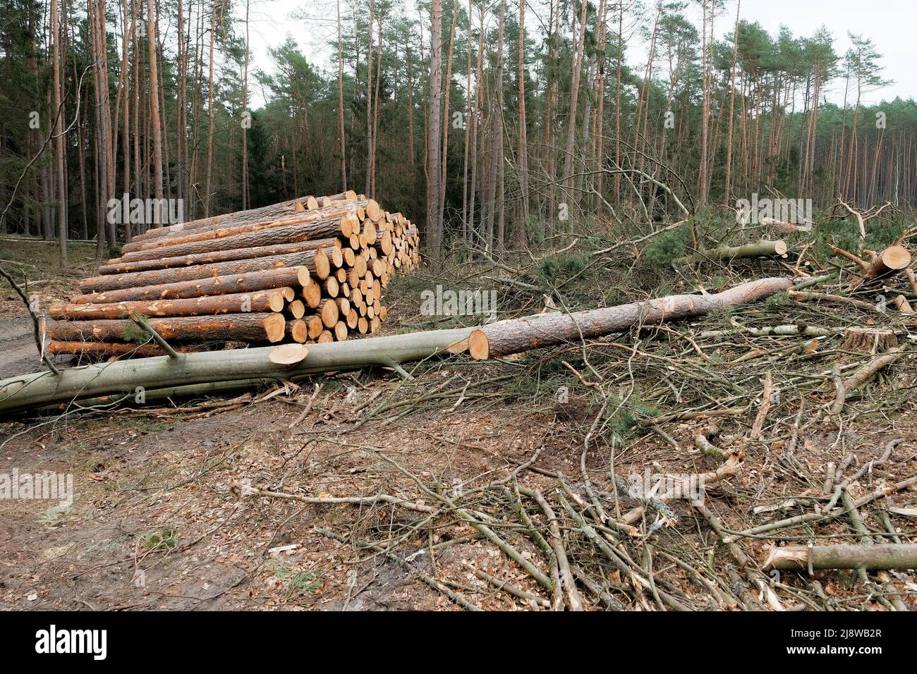 Ökologische Katastrophe. Entwaldung. Illegale Entwaldung. Entwaldung. Baumstämme von gesägten Bäumen liegen auf dem Boden. Entwaldung. Ökologische Katastr Stockfoto