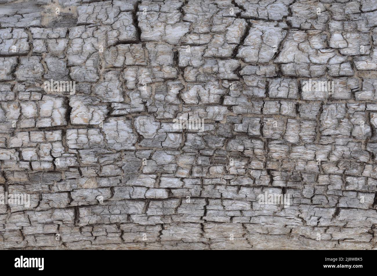 Textur eines alten Holzbaums am Strand. Drift Wood Laying On The Beach. Stockfoto