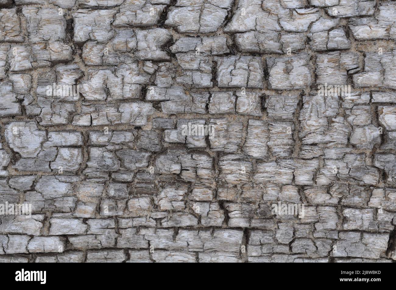 Textur eines alten Holzbaums am Strand. Drift Wood Laying On The Beach. Stockfoto