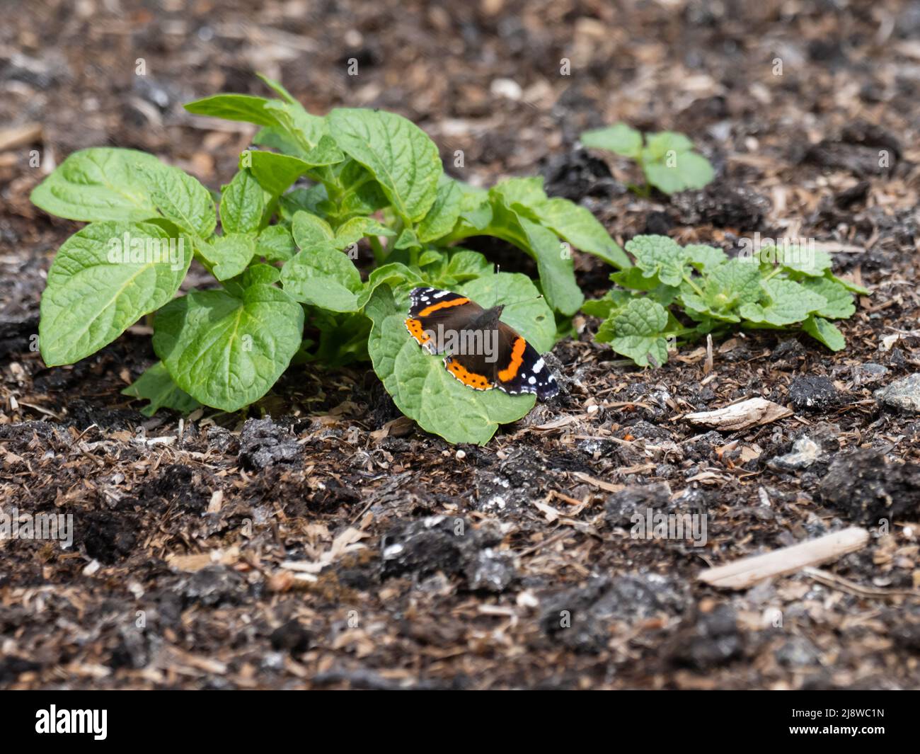 Vanessa atalanta, der rote Admiral oder früher der rote, bewunderungswürdige Schmetterling, der auf einem Blatt ruhte. Stockfoto