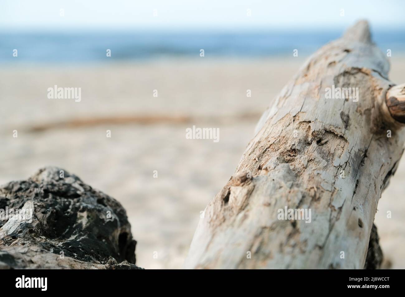 Alter Baumstamm am Sandstrand. Bildschirmschoner am Telefon, am Computer. Meer Stockfoto