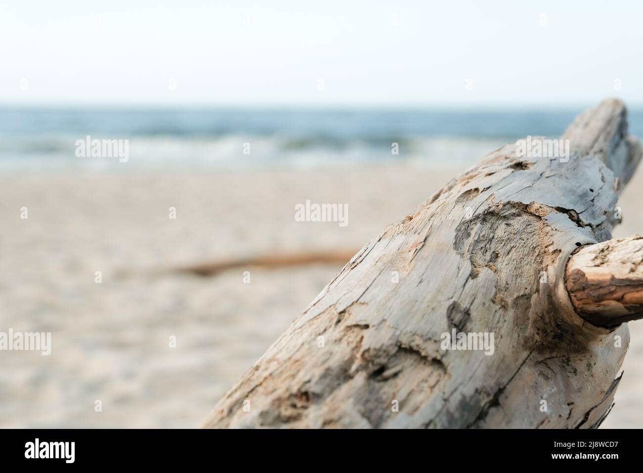 Alter Baumstamm am Sandstrand. Bildschirmschoner am Telefon, am Computer. Meer Stockfoto