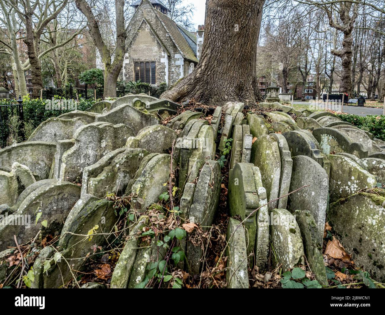 Der Hardy Tree. Ein Aschenbaum, der von Gräbern umgeben ist und sich auf dem Friedhof der alten Kirche St. Pancras befindet. Stockfoto