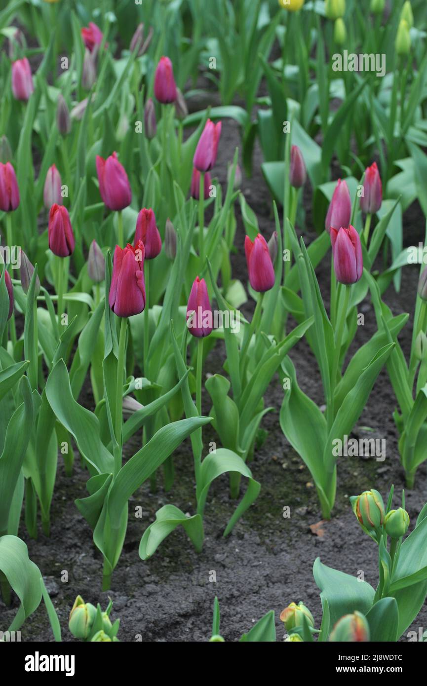 Dunkelrote Lilie-blühende Tulpen (Tulipa) Merlot blüht im März in einem Garten Stockfoto