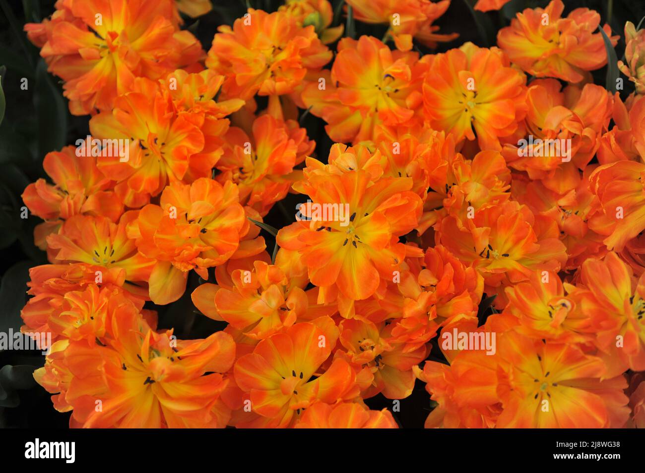 Orangene Pfingstrose Doppelte frühe Tulpen (Tulipa) Monte Casino blüht im März in einem Garten Stockfoto