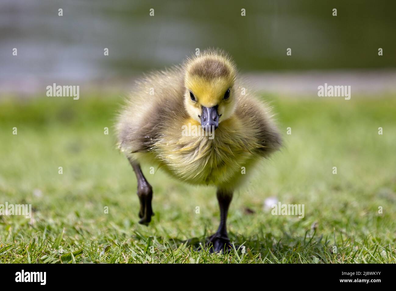 Nahaufnahme einer neugeborenen Kanadagänse, die auf Gras auf die Kamera zuläuft Stockfoto