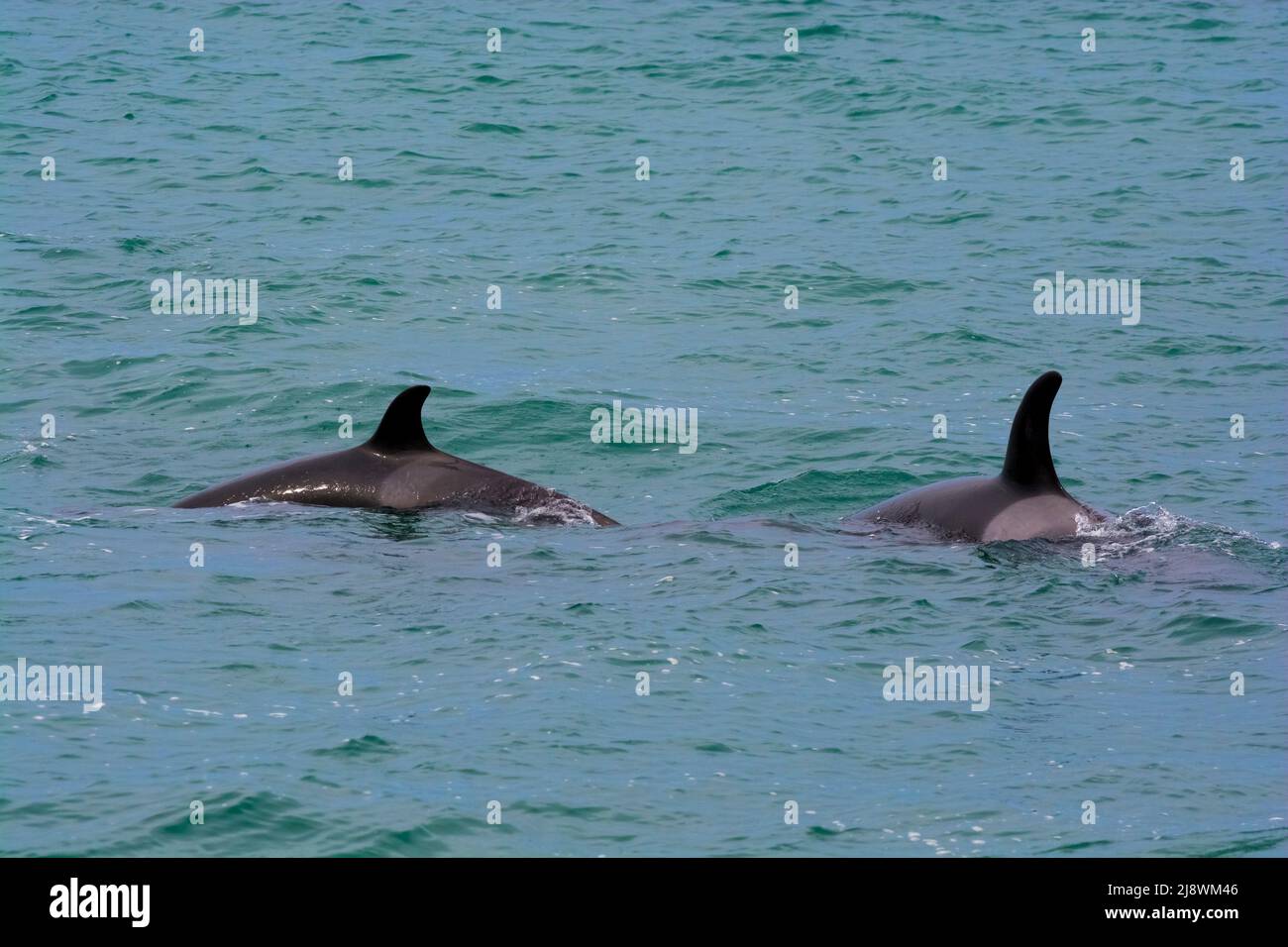 Killerwale auf der Jagd nach Seelöwen, Peninsula Valdes, UNESCO-Weltkulturerbe, Patagonien, Argentinien. Stockfoto