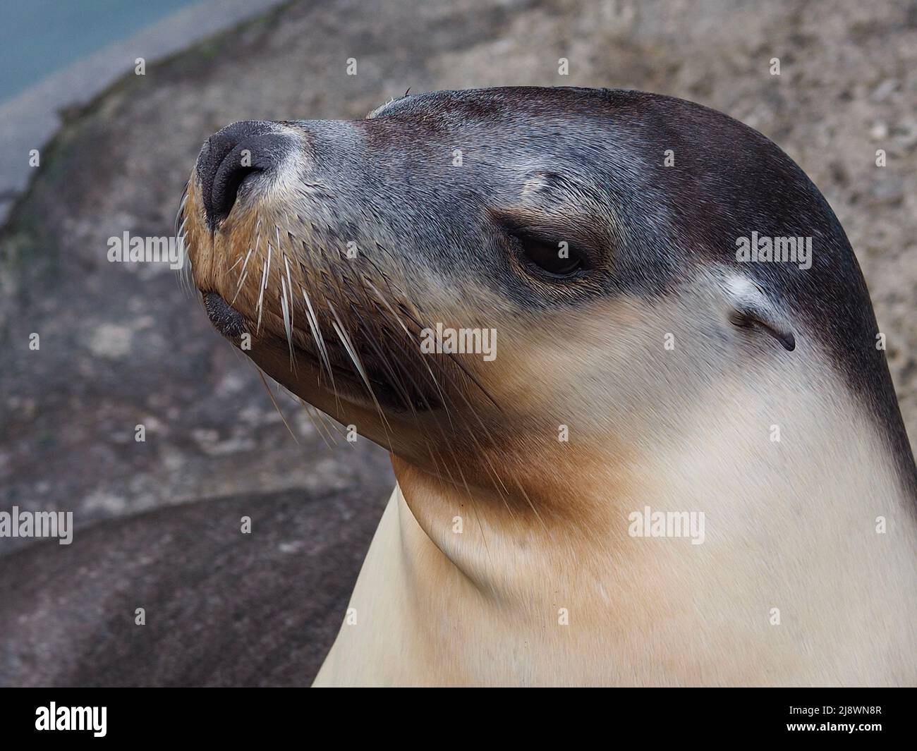 Fesselnde glamouröse weibliche australische Seelöwe in exquisiter Schönheit. Stockfoto