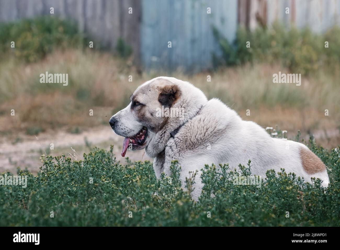 Zentralasiatischer Schäferhund liegt im Hof zwischen den grünen Gräsern Stockfoto