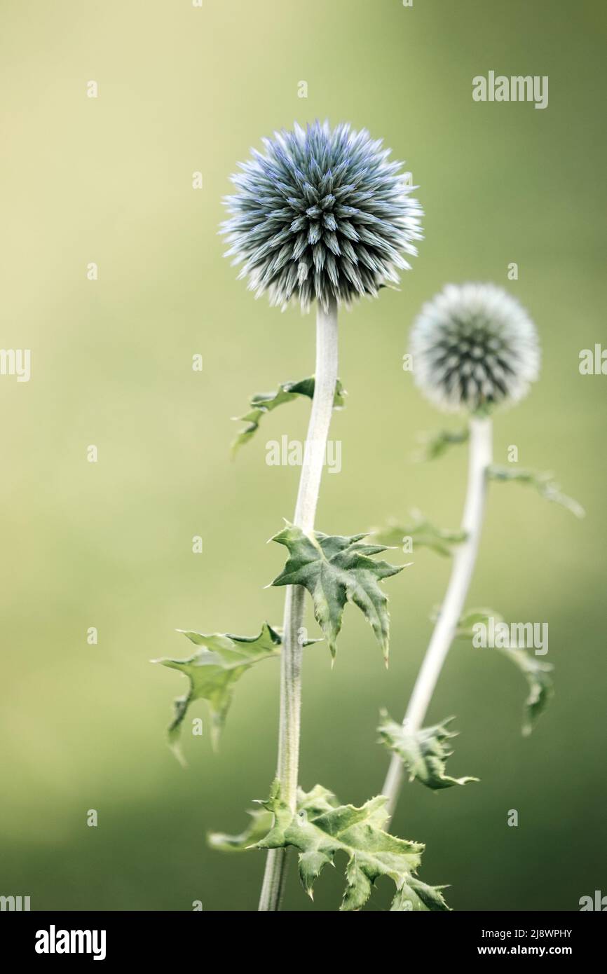 Heilende Kräuter. Eryngium planum. Blaues Meer, violette Stechpalme Gesundheitsblumen. Weicher Fokus, Makroansicht Stockfoto
