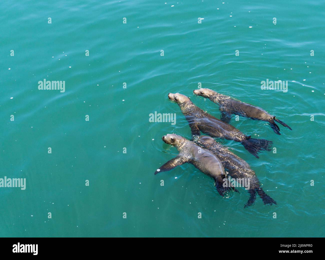 Seelöwen, die im Pazifik schwimmen Stockfoto